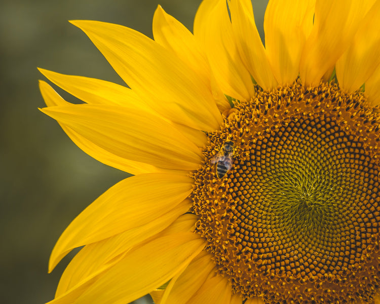 Bee-autiful